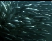 La migración de las sardinas